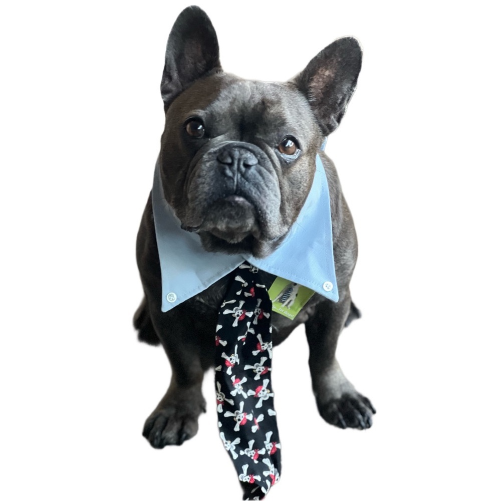 PETEYDESIGNS Dog pirate print Tie/NWT - Picture 5 of 10